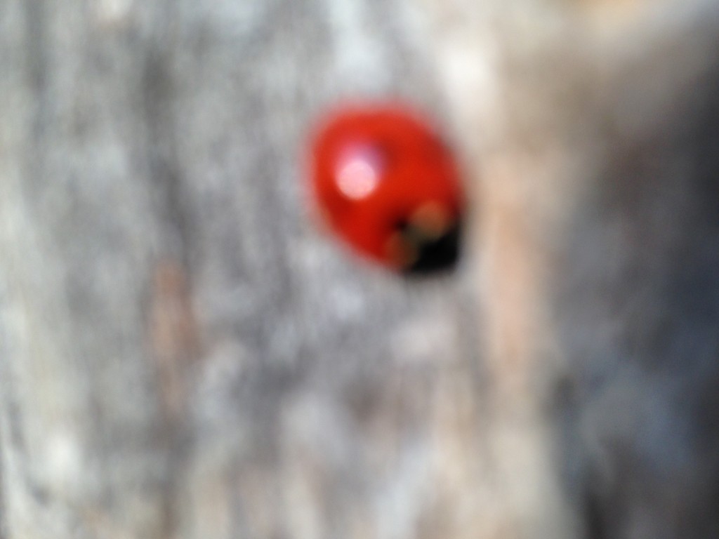makro 3
