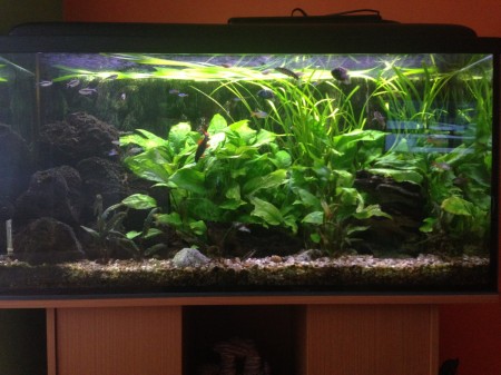 Akvarium