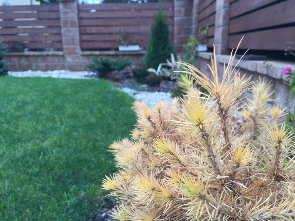 iPhone 6 Plus foto 1
