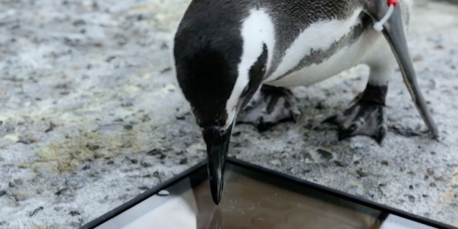 Tučňáci jsou novými fanoušky iPadu