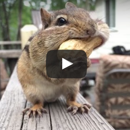 Apple publikoval další 2 reklamy ze série „Shot on iPhone“