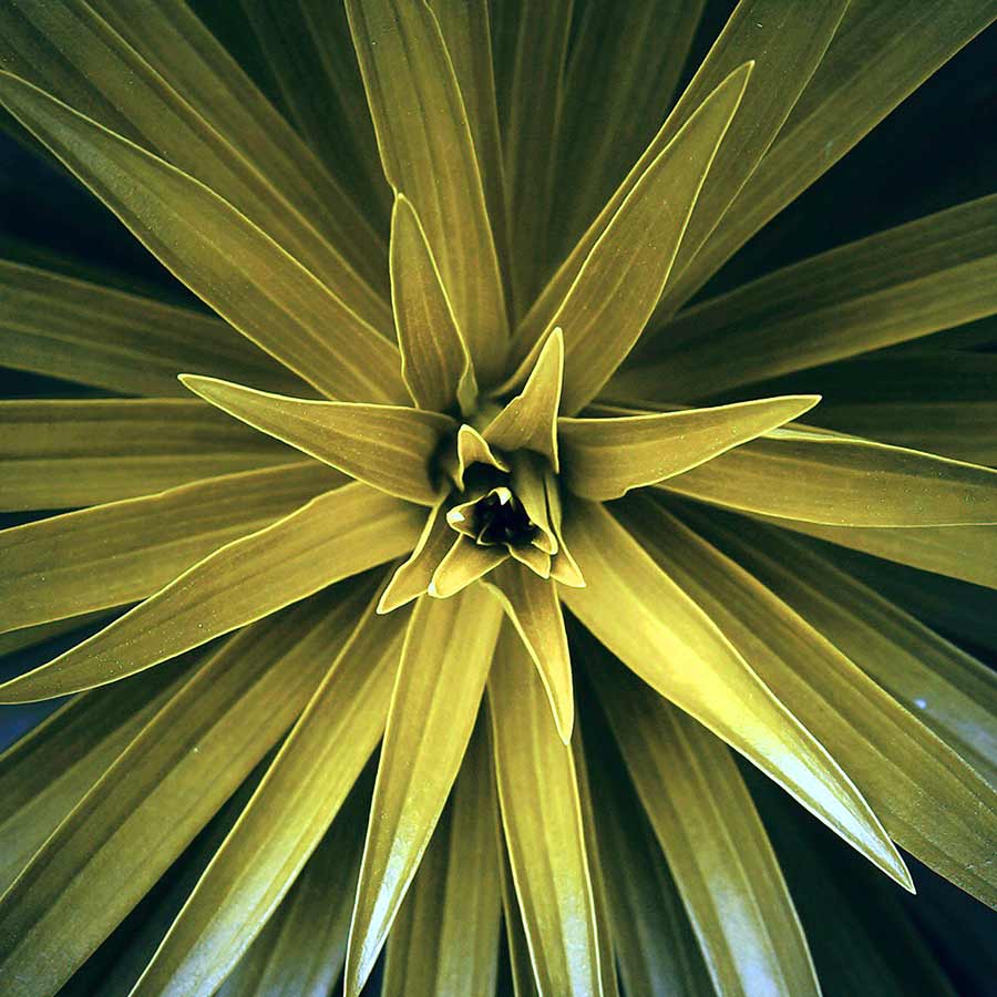 Tapety pro iPhone květiny