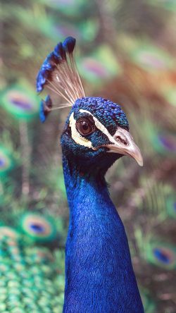 papers.co-ng45-peacock-animal-bird-nature-blue-flare-33-iphone6-wallpaper-250x444
