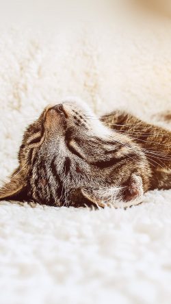 papers.co-ni96-animal-cute-pet-kitten-nap-sleep-flare-33-iphone6-wallpaper-250x444