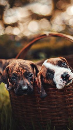 papers.co-oc00-dog-animal-cute-nature-33-iphone6-wallpaper-250x444