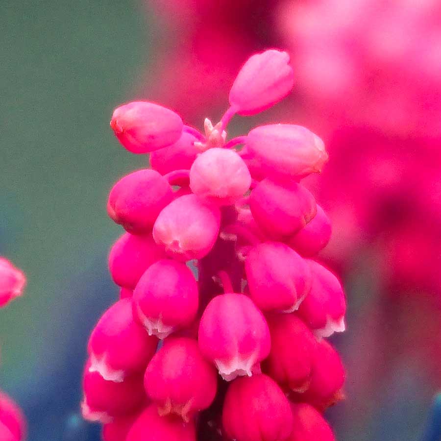 Tapety pro iPhone květiny