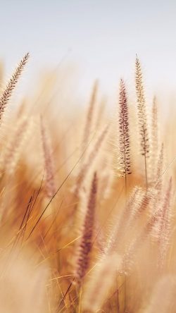 papers.co-nj87-rye-field-bokeh-fruit-yellow-ripe-33-iphone6-wallpaper-250x444-2