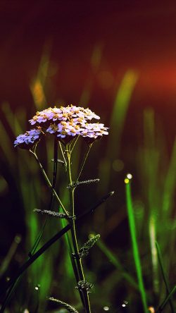 papers.co-nn28-spring-flower-bokeh-beautiful-blue-flare-33-iphone6-wallpaper-250x444-2
