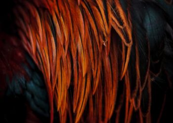 iPhone Photography Awards