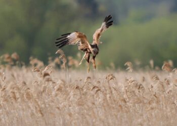 Fotografie a focení iPhonem s důrazem na význam snímku